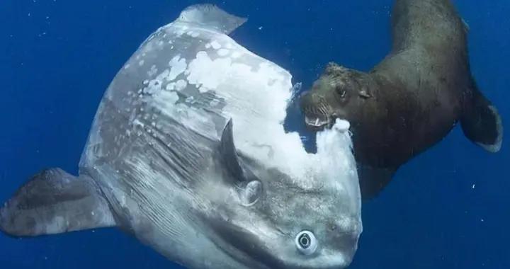 世界上“最蠢的魚”，就算被咬也不逃跑的翻車魚，爲啥還沒滅絕？