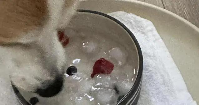 夏天狗狗喝錯水，90%主人踩坑，涼白開救命祕訣在哪？