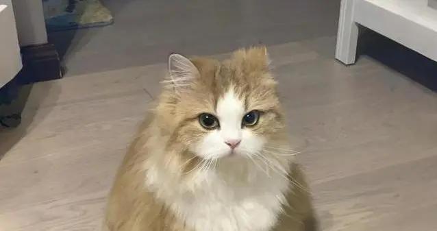 貓咪翻肚皮給你看，卻暗藏小心思，你家貓在偷偷說啥？