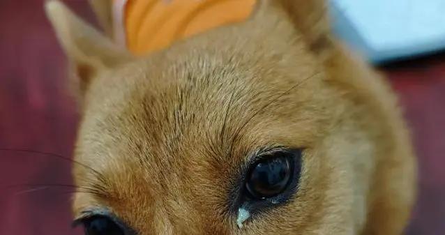 狗狗眼屎多到糊眼睛，3個原因你得知道，護理不對後果嚴重