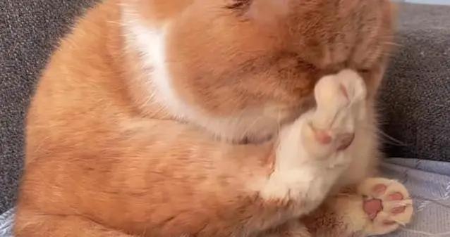 貓咪一天睡16小時正常嗎？揭祕分段睡眠的真相，你家主子中招沒？