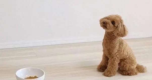 狗狗喫飯快如閃電，等飯更急怎麼辦，3招讓它細嚼慢嚥