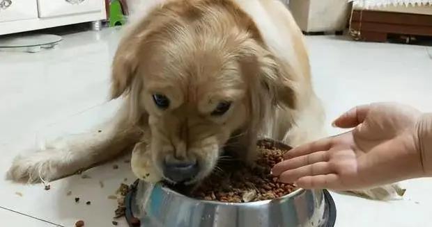 狗子拆家氣炸你？3招教你變逆子爲乖寶，效果絕了！