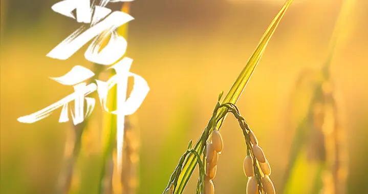 芒種｜“芒”有所獲，迎接“種”夏好風景