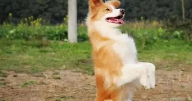 你家狗狗不會坐下？3招教出神技，鄰居都羨慕！