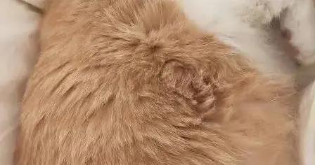 流浪貓鑽進陌生人家，三年後變圓潤小公主，幸福模樣讓人羨慕
