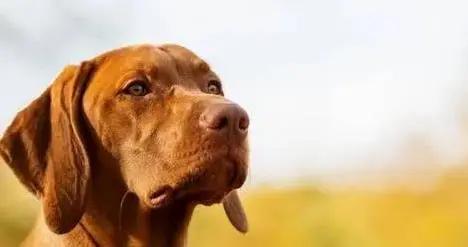 國內罕見維茲拉犬，聰明又能跑，養它真香？