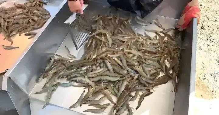 保存鮮蝦，直接放冰箱就錯了，大廚教你一招，放一年跟鮮活一樣鮮