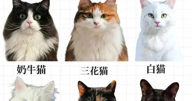 中華田園貓有多獨特？10種花色亮眼吸睛，你家有幾款？