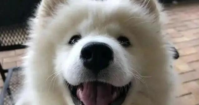 田園犬逆襲成養狗首選，省心又忠誠，你家狗上榜了嗎？