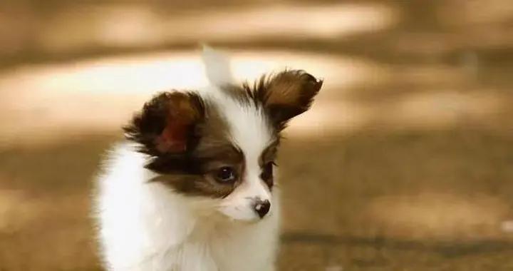 小型犬真那麼嬌氣？6大好處讓人心動，養了絕不後悔