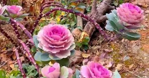 濟南一阿姨把一棵“菜”養十年時間，養成了我高攀不起的樣子