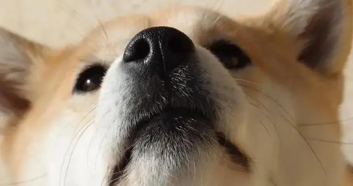 柴犬狂咬衣服不只是調皮，4個原因揭祕，你家狗中招沒？