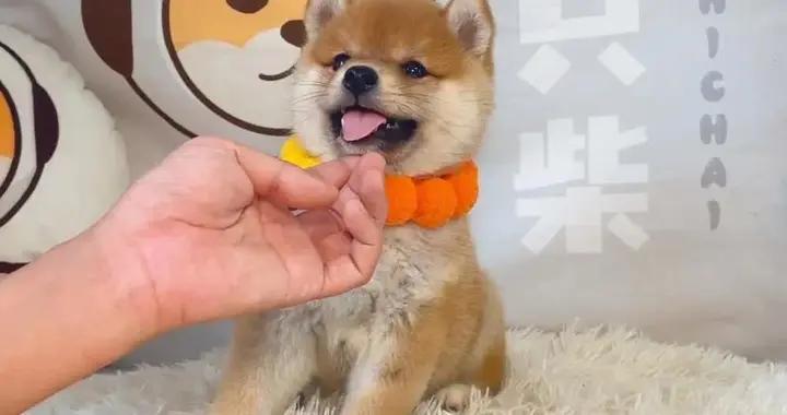 柴犬超聰明卻有點倔，城市養狗首選，適合你家嗎？