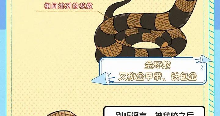 漫畫科普：被蛇咬傷之後，爲什麼最好拍張蛇的照片？