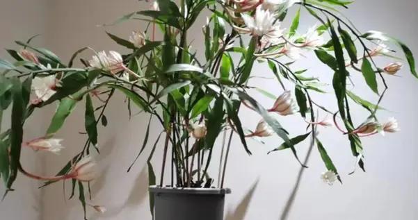 這些“喜陰花”，光線差也能“開爆盆”，養在陽臺客廳超有範