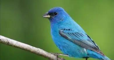 青鳥送信爲哪般，孔雀鴕鳥藏真相？