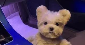 馬爾泰犬火爆全網，顏值智商雙在線，你家也想養一隻？