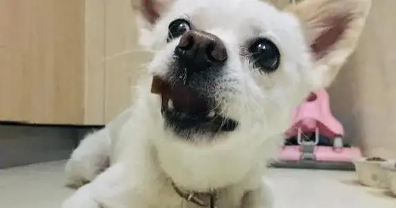 狗狗不拆家還會幫忙，養只貼心狗有多省心？