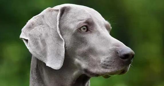 魏瑪犬顏值爆表黏人又聰明，養一隻就上癮，你敢試嗎？
