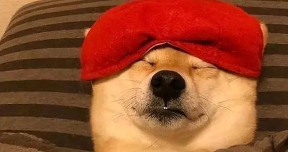 狗狗半夜鑽被窩，黏着主人不撒手，它想說啥？