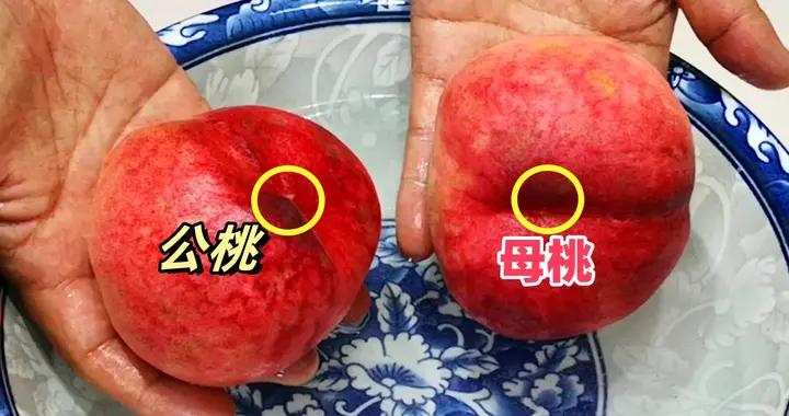 桃子甜不甜，看一眼這裏就知道！一挑一個準，香甜多汁又好喫！