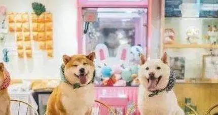 養狗熱潮席捲全國，這5類人最愛狗，你是哪一種？