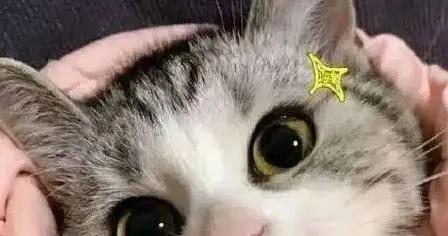 英短貓溫順卻愛記仇，美短貓活潑黏人，哪個更適合你家？
