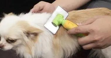 狗狗毛打結愁壞主人，學會3招梳理，秒變亮毛星！