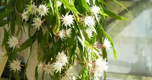 不喜歡“曬太陽的12種花”，養在背光處，反而長得旺