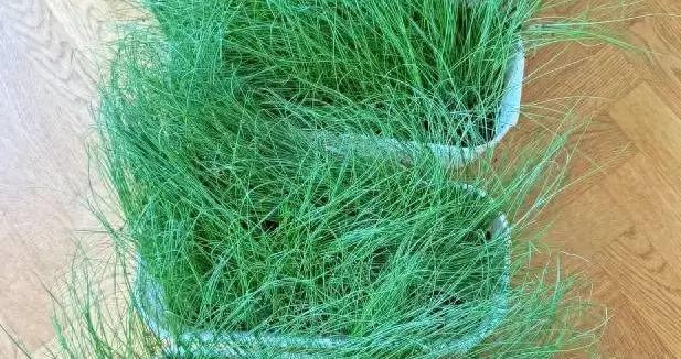 花盆種韭菜，陽臺小菜園的省心之選