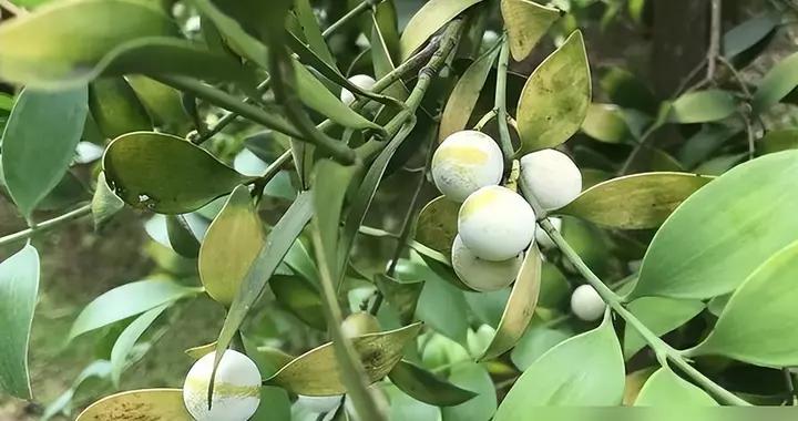 江西“無蚊村”一年四季沒蚊子，是因爲全村種滿“驅蚊樹”，超讚