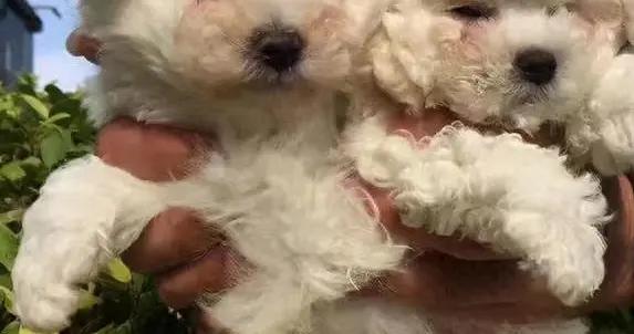 比熊幼犬養不好？7大關鍵細節，稍不注意就生病