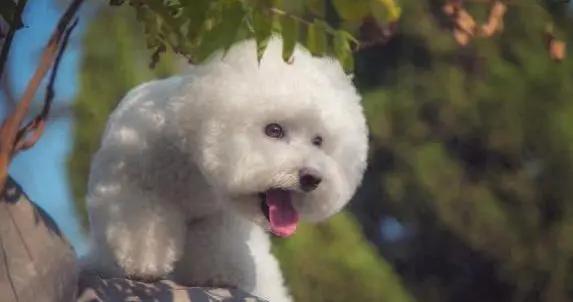 比熊犬怕得直髮抖，剪指甲像上刑場，你還敢關它籠子？