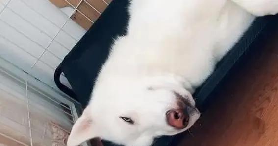哈士奇睡牀臉卡洞裏，主人笑哭，洞竟是它自己咬的？