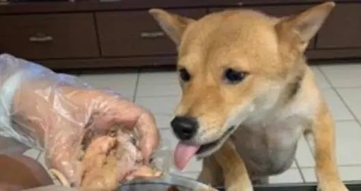 柴犬饞烤雞舌頭偷舔碗，主人氣笑，咋喂才健康？