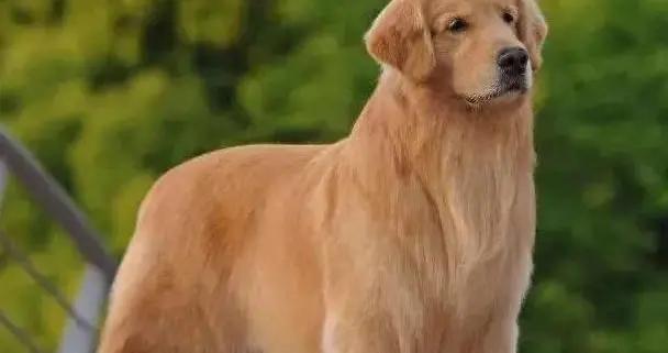 忠誠狗狗守護主人，中華田園犬最省心，你家狗狗排第幾？