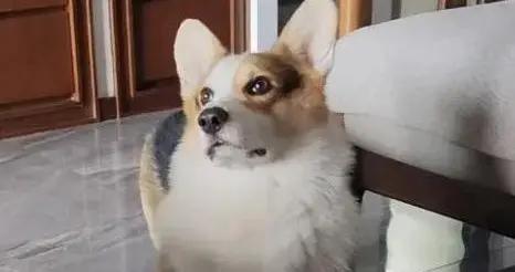 狗狗齜牙瞪你眼，拿屁股對着你，背後的小心思你猜到了嗎？
