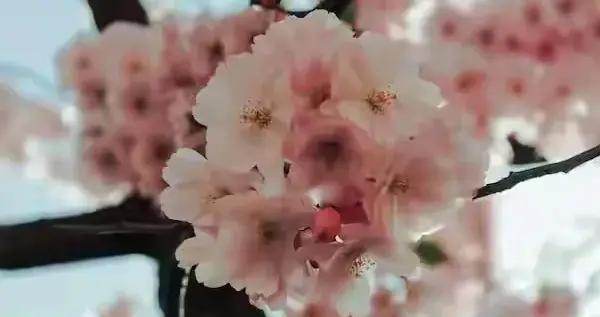女人的“三個不拒絕”，其實是已經默許“越界