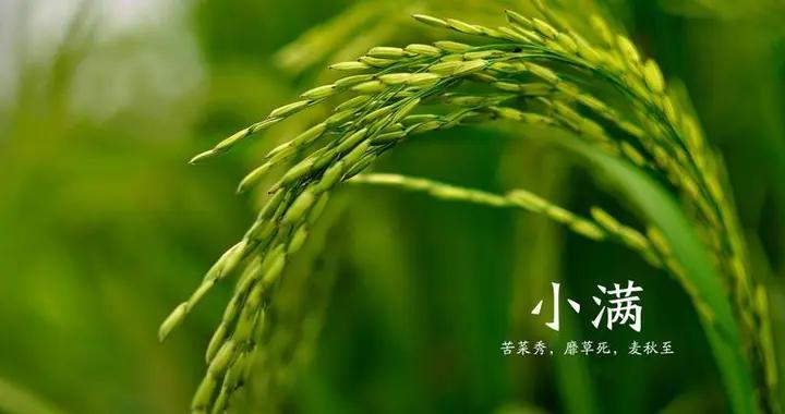 “小滿4不喫，病就不找來”，5月21小滿，哪4不喫？應時節樂過夏