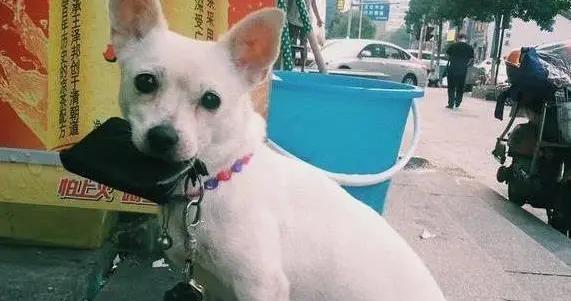 狗狗舔你不是貪玩，它把你當小孩，背後真相太暖心