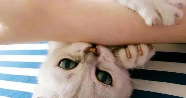 貓咪咬你一口又舔你，是愛你？還是另有目的？真相讓人意外