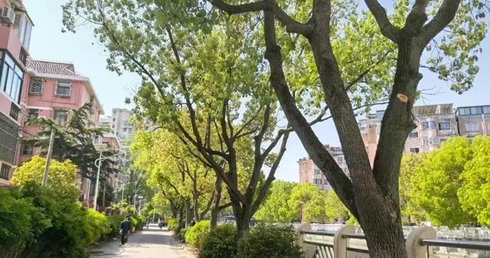 河道岸線長期被70餘輛私家車“霸佔”，問題能解嗎？來看看浦東這個鎮的辦法