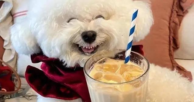 比熊犬從頂流到失寵，粘人毛病惹人煩，真相讓人心疼