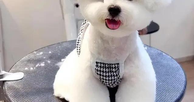 比熊犬6大魅力讓人淪陷，養過都說絕不換狗，你心動了嗎？