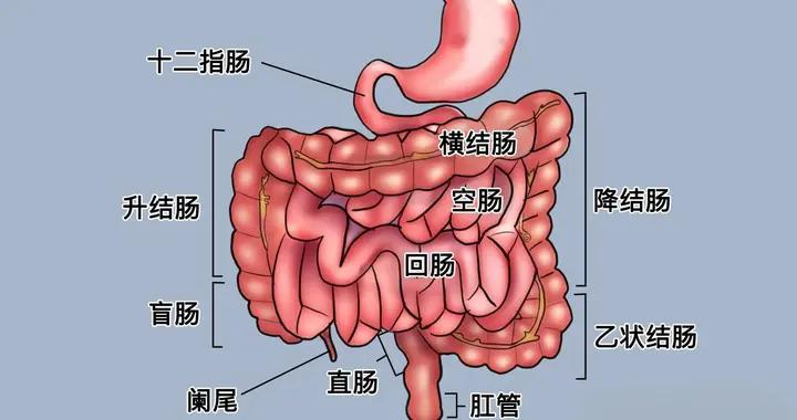 腸道的“清潔工”找到了，記住一箇中成藥，趕走便祕，一身輕鬆