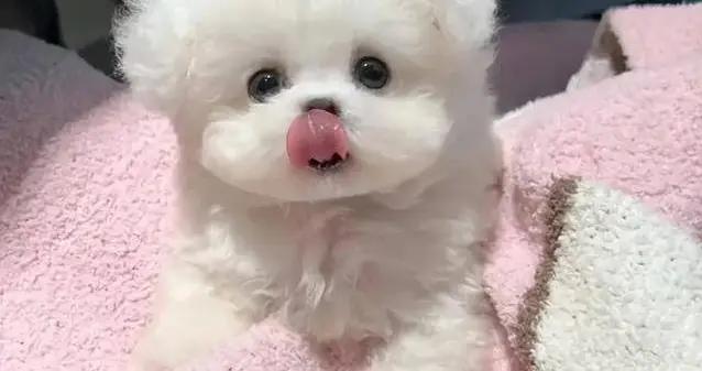 比熊犬笑容超治癒，養一年省心又省錢，你家適合養嗎？