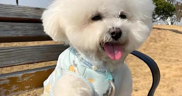 小白團子俘獲人心？比熊犬3大魅力，你家適合養嗎