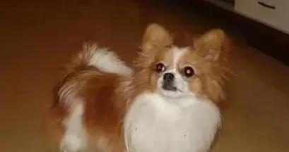 狗狗不睡窩偏愛牀底？5個睡覺地最火爆，你家毛孩中幾個？