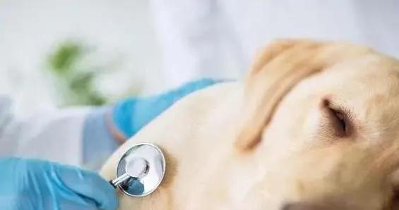 幼犬最易得病？4類狗狗成目標，3招護它健康